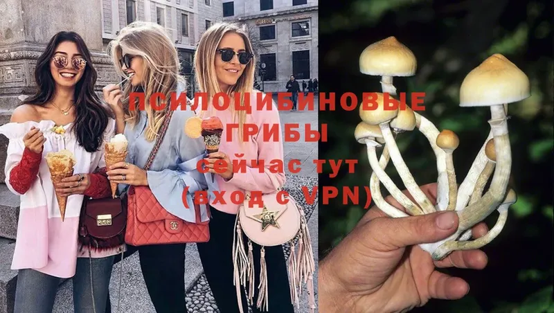 Галлюциногенные грибы Psilocybine cubensis  блэк спрут онион  Голицыно 